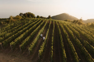 vigneti